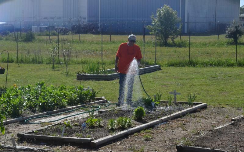 Frank Spenger waters a plot at the Hart County community garden located off Benson Street next to Sacred Heart Church. Spenger said there are still plenty of plots open at the garden.