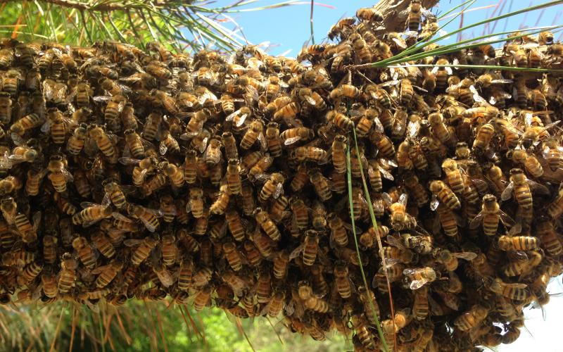 A swarm of bees clustered on a tree branch is not an uncommon sight this time of year if you know where to look.