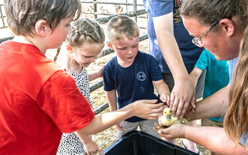 Matthew Roland (7), Layla Evans (5), Noah Evans (4) with Jessica Wilder and a baby duck.