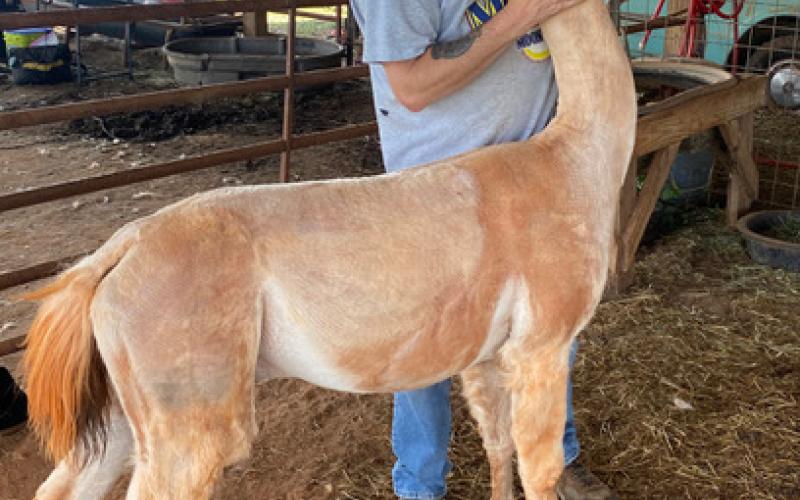 Liam Munroe helps George, the alpha male of the herd, pose for his new summer look.