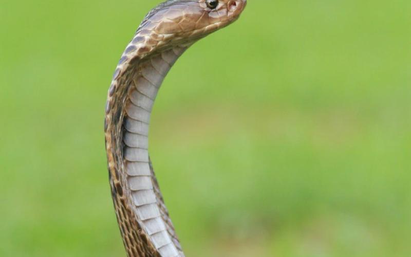 Photo credit: Mohan Moolepetlu