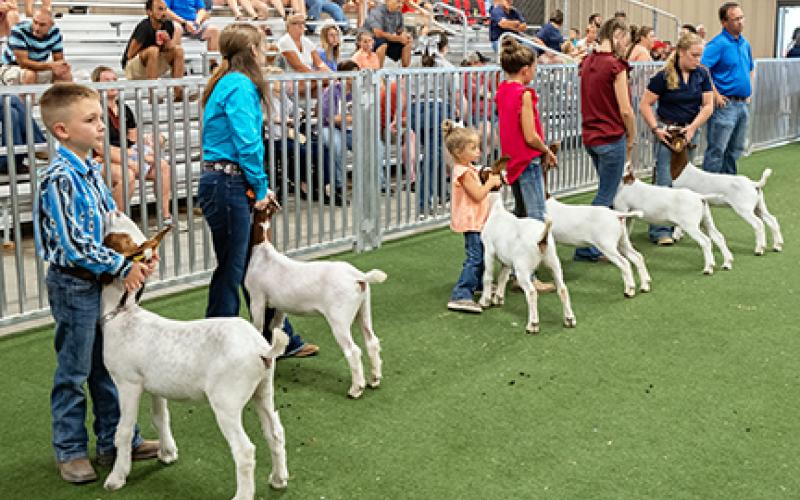 Competitors at the annual Hart EMC Goat Show display their stock.