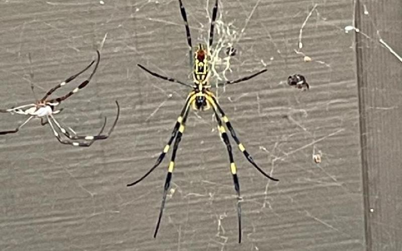 A large female Jorō spider waits alongside a smaller male companion on a thick web for her next unsuspecting meal.