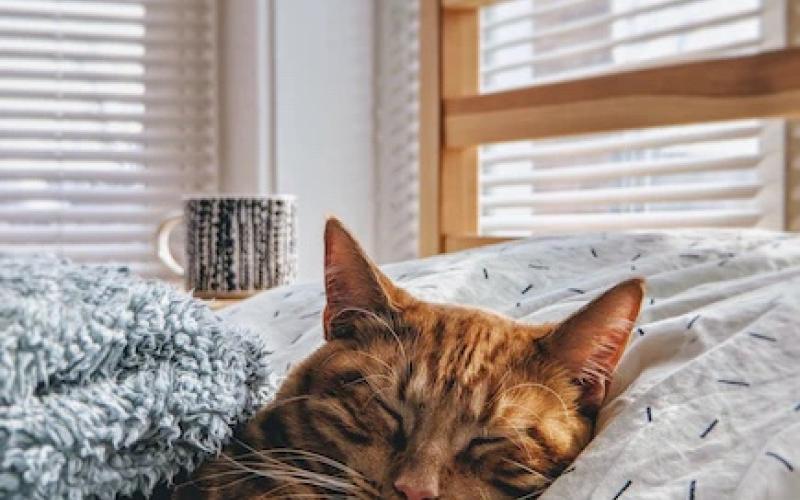 Photo credit: ModCatShop