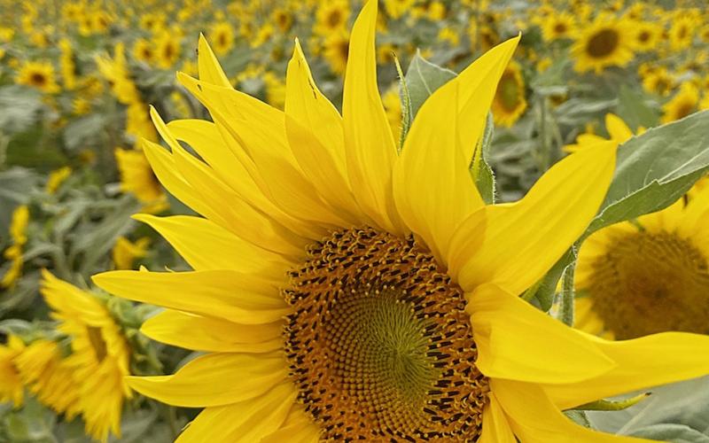 Sunflowers growing on a farm.