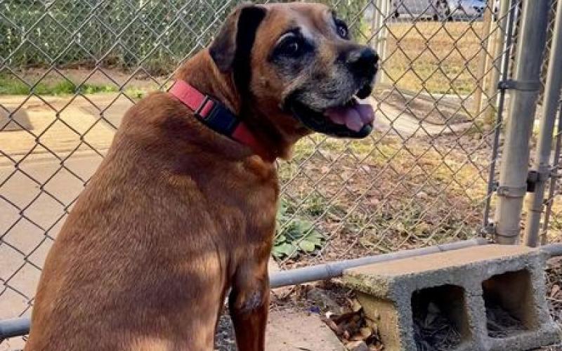 Chloe, a 10-year-old boxer-bulldog mix is looking for a home.