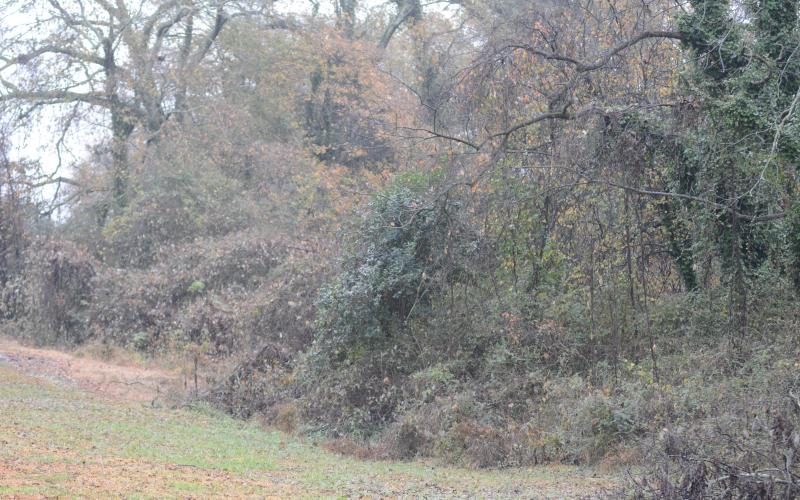 Pictured is the wooded plot of land adjacent to the Hart Co. Health Dept., the site of a planned 33-home residential development along North Forest Avenue.