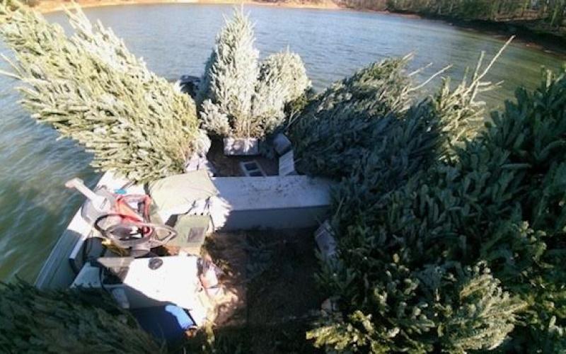 A boat is loaded with Christmas trees to be sunk in Lake Hartwell near Sadlers Creek State Park for fish and insect habitats.