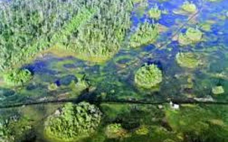 An aerial photo of Georgia's Okefenokee Swamp. Photo credit: Shutterstock, Inc.