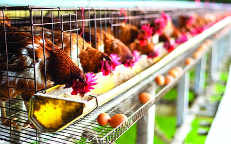 According to data from the U.S. Department of Agriculture, the current crisis of avian flu, or more commonly known as bird flu, is the worst on record with over 58 million chickens culled due to the infection.