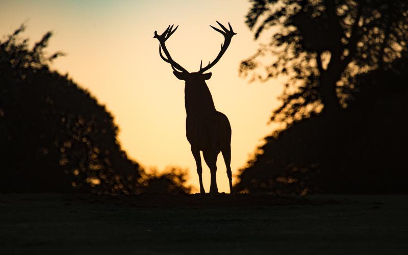 Photo by Diana Parkhouse