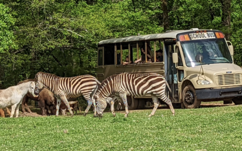 Lake Hartwell Safari is home to over 300 animals, including camels and zebras.