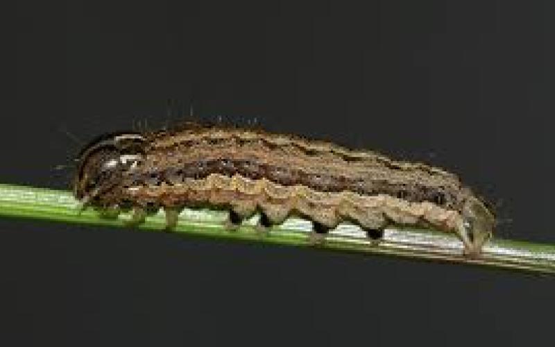 Hart County’s grasslands are under siege from army worms this summer.