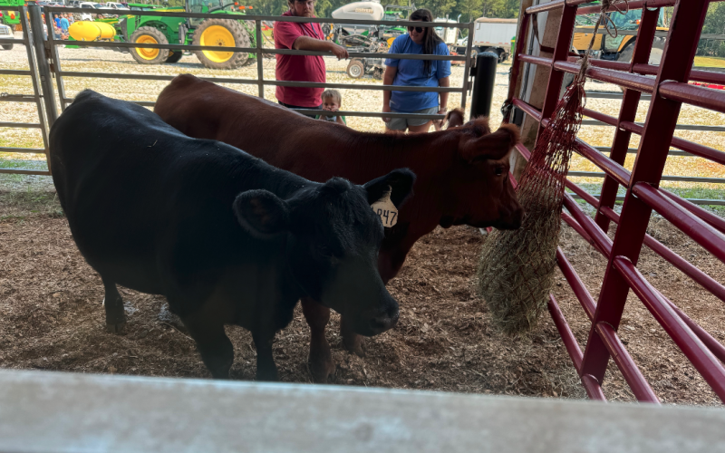 Livestock was on display for children and patrons to view during the 2024 Northeast Georgia Ag Expo.
