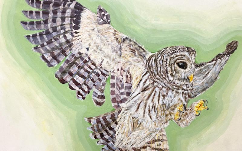 2024 YBC T-shirt Art Contest Middle School and Grand Prize Winner: Barred owl by Aleena Huang, 13, of SKA Academy of Art and Design in Duluth.