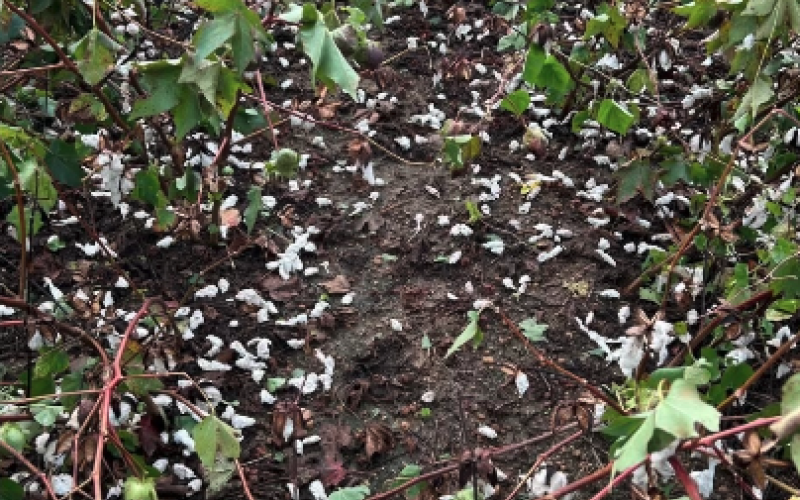 While crops in Hart County saw minimal damage from Helene, cotton crops in Bulloch County were completely destroyed.