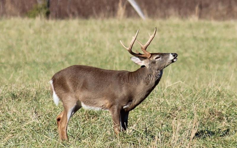 Primitive weapons deer hunting season begins Sat., Oct. 12 in Hart County.