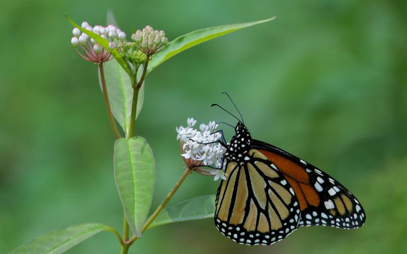 A group called MOVERS is requesting the pubic’s involvement in reported sightings of monarch butterflies like the one seen above.