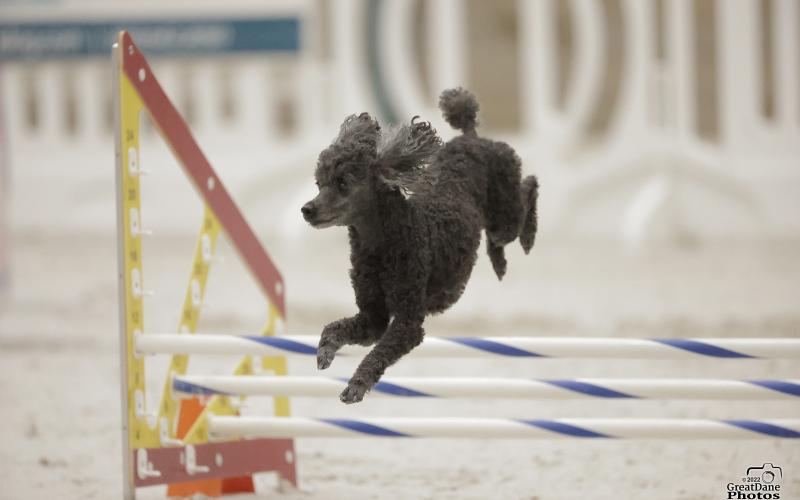 Finn completes a jump in one of his runs during the Westminster Kennel Club Dog Show in New York.