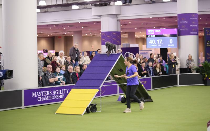 Finn and JohnieSue Thurman compete in the Masters Agility Championship at the Westminister Kennel Club Dog Show in New York earlier this month.