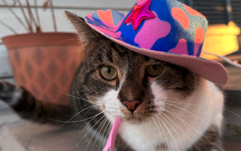 Dewy tolerates the many pet hats/headpieces I often find and can’t resist putting on her for a little photoshoot.