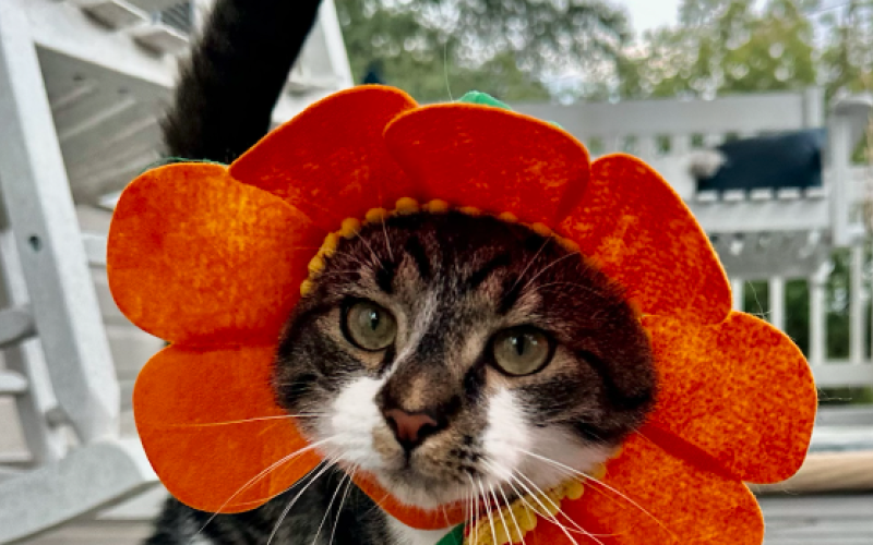 Dewy tolerates the many pet hats/headpieces I often find and can’t resist putting on her for a little photoshoot.