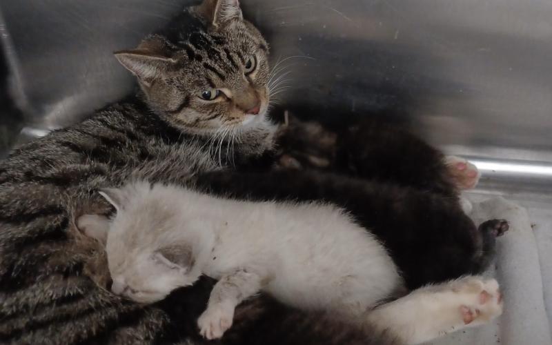 Cozy was paralyzed in her back legs after a bullet was shot through her spine. She continued to nurse her four kittens while injured and is now learning to walk with her new wheelchair provided by the Hart County Humane Society (HCHS). (Submitted by Donna Madkiff)