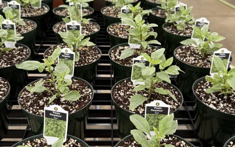 A wide variety of plants will be available for purchase during the Hart County High School FFA Spring Plant Sale March 28 from 8:30 a.m. to 6 p.m. (Submitted by Hart County Charter System)