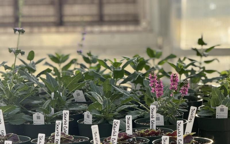 A wide variety of plants will be available for purchase during the Hart County High School FFA Spring Plant Sale March 28 from 8:30 a.m. to 6 p.m. (Submitted by Hart County Charter System)