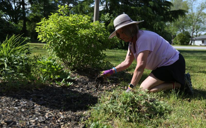 Westmoreland works on the pollinator garden April 21. (Photo/Rose Scoggins)