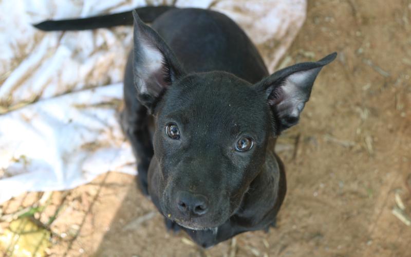 Zoie, a five-month-old mixed breed, sits and looks up at the camera at the 2025 Dam Dog Walk. Zoie is available for adoption at the Northeast Georgia Animal Shelter. (Photo/Adriana Cascio)