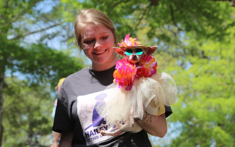 Hailey Cox, owner of Hailey’s Pet Sitting and Services, holds Luna, a rescued 7-year-old chihuahua with no eyes. Luna made her first appearance dressed in beachwear at this year’s Dam Dog Walk and won second place in the costume contest. (Photo/Adriana Cascio)