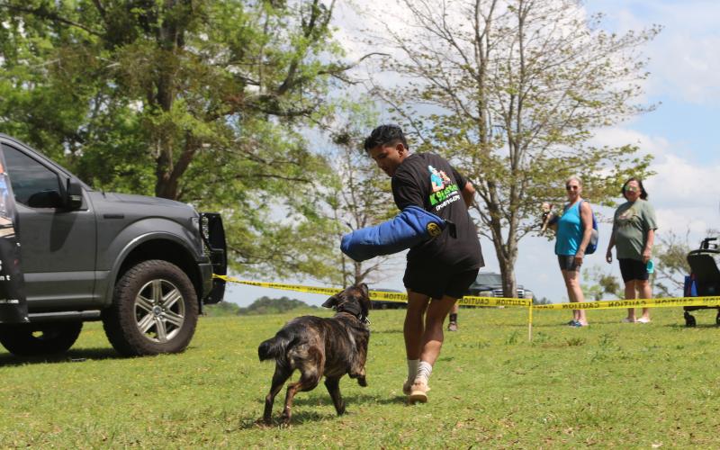 K9 Justice, a veteran-owned dog training program, conducting an attack training demo at the 2025 Dam Dog Walk. (Photo/Adriana Cascio)