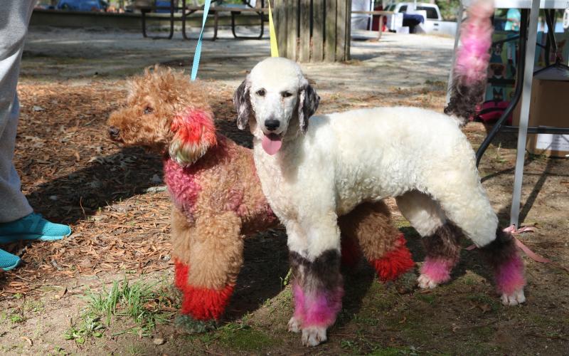 (L-R) Poo, a 14-year-old poodle, and Soup, a five-month-old poodle, standing tall at the 2025 Dam Dog Walk. Owner Leah Murphy gives her dogs a fresh hair cut and dye once every 2-3 months. (Photo/Adriana Cascio)