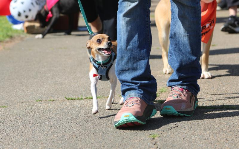 Marshall, a three-year-old toy fox terrier, walking the trail at the 2025 Dam Dog Walk. Despite his small size, Marshall walked the entire trail and still had enough energy to perform in the talent pageant. (Photo/Adriana Cascio_