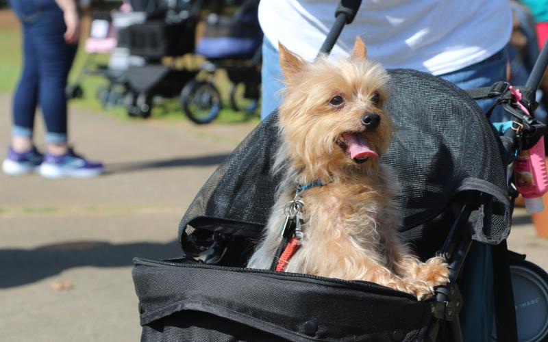 Buddy, a 10-year-old rescue Yorkshire terrier, is pushed by Linda Poss in a stroller at the 2025 Dam Dog Walk. Poss said although Buddy is an older, small breed and cannot walk very far, he still enjoys going on adventures. (Photo/Adriana Cascio)