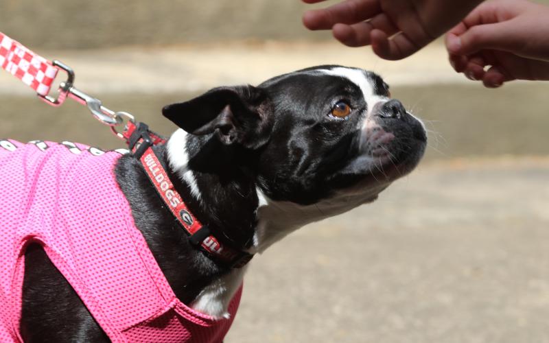 The third place winner for the best talent pageant, a Boston terrier, greeting attendees at the 2025 Dam Dog Walk 2025. (Photo/Adriana Cascio)