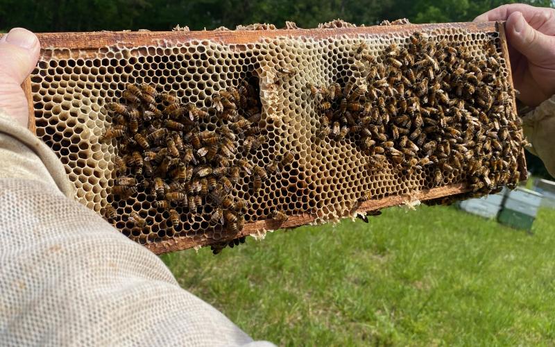 Monroe Brown holding a large frame with honey comb covered in bees. The honeycomb is filled with honey. (Photo/Susan Culver)