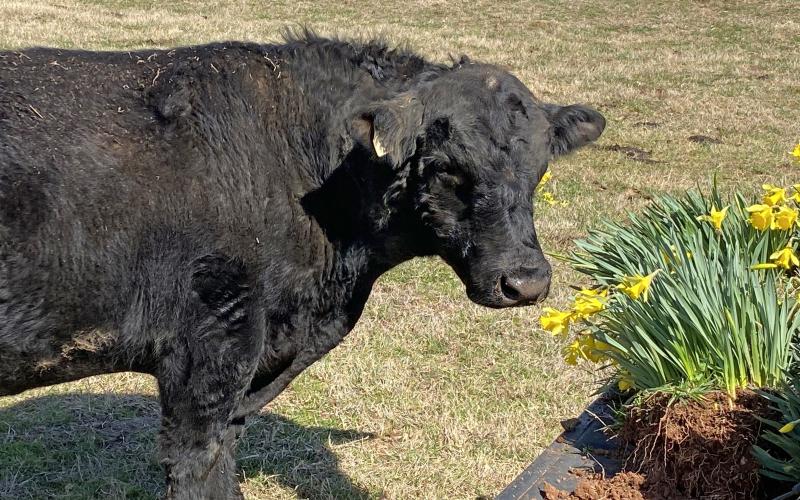 Last year a neighbor’s bull “supervised” my digging daffodils to be transplanted on our farm. When the flowers burst through the red dirt this spring, they made me smile. (Photo/Nesmith)