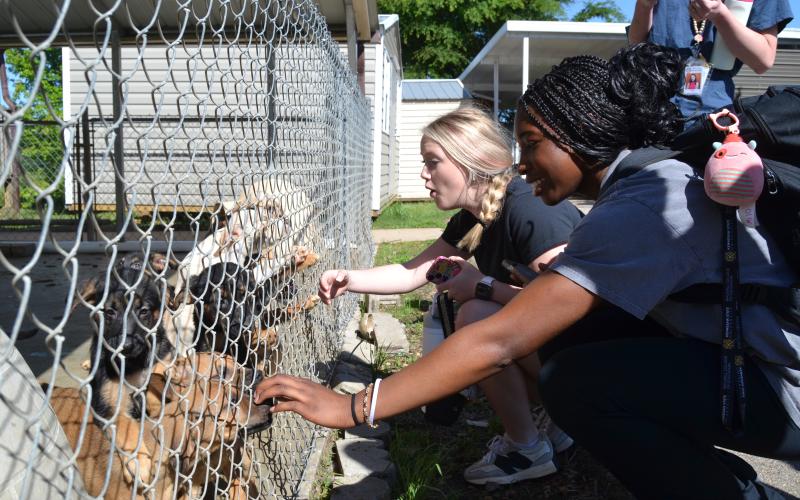 Olivia Bledsoe and Abigail McNeill look at puppies during the Hart County High School’s Chick-fil-A Leadership Academy day at the Northeast Georgia Animal Shelter. (Photo/Adriana Cascio)