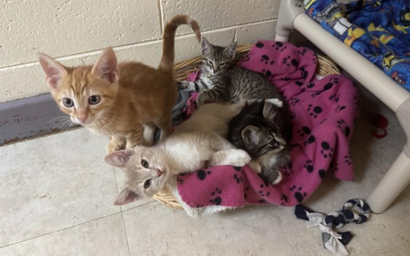 Four kittens cuddle together in a basket at the Hart County Humane Society. These kittens are each available for adoption at the Hart County Humane Society. (Photo/Adriana Cascio)
