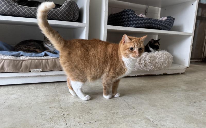A partially blind, female orange cat struts around the Hart County Humane Society. She is currently available for adoption at the Hart County Humane Society. (Photo/Adriana Cascio)