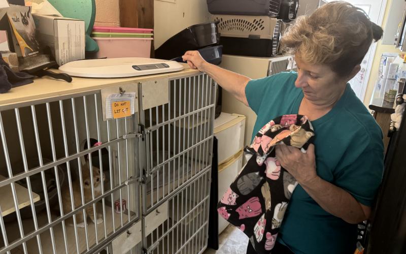 The Hart County Humane Society has been overwhelmed with over 200 cats this kitten season, and is no longer able to help rescue any animals as of press time Wednesday. Volunteer Donna Madkiff urges the public to consider volunteering, fostering or adopting and to spay/neuter their animals.