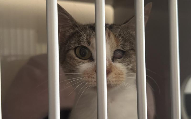 A nursing mother cat was injured in eye, which had never healed properly and may need further treatment. She is currently available for adoption at the Hart County Humane Society (Photo/Adriana Cascio)