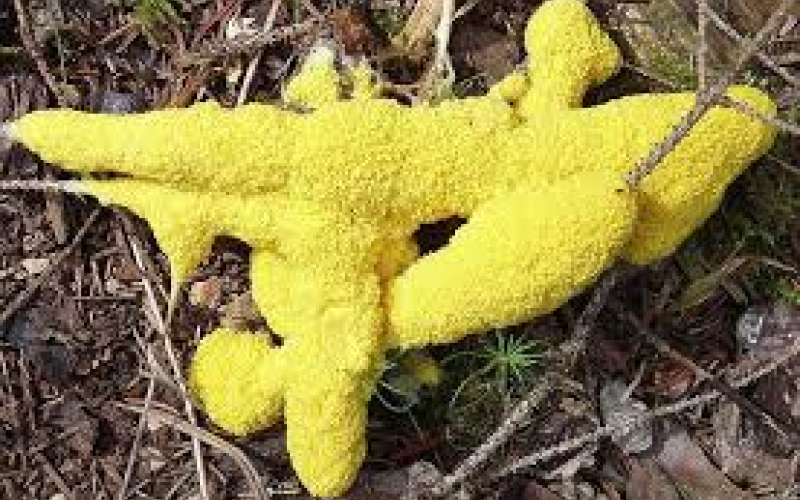 Example of slime mold (Photo submitted by Sierra Burke)