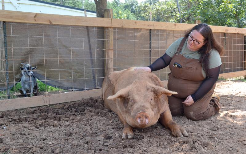 Outsiders Farm and Sanctuary co-founder and CEO Corrine Baker kneels next to Ludo, a Yorkshire pig weighing over 800 pounds, as Benji, a goat, observes from a neighboring pen. In addition to nearly 350 pigs, the sanctuary is home to 100 other animals, including cows, goats, geese, ducks, chickens, guinea pigs, rabbits, dogs and cats. (Photo/Adriana Cascio)