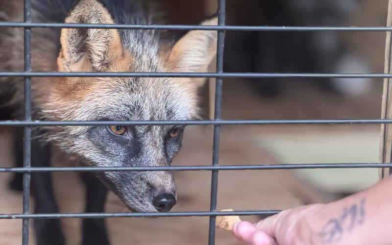 Founder JohnieSue Thurman holds out a treat for Felix, a newly arrived male fox. After four days of acclimation, Felix remains shy and adverse to human contact, often hiding in the back of the covered side of the fox enclosure. (Photo by Adriana Cascio)