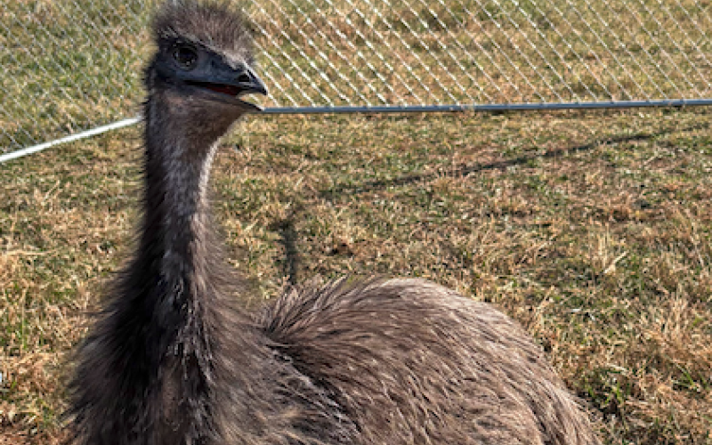 When Hallie stretches her neck, she’s as tall as I am. Our neighbor Clyde Jones says the 8-month-old emu is still growing. Our mule, Maggie and the other pasture neighbors aren’t quite sure what to think about the 6-foot stranger.
