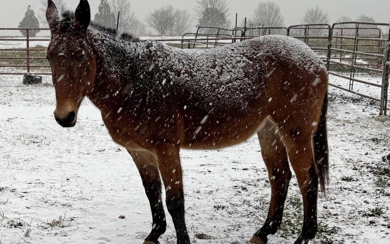Among all of our pasture “pets,” Maggie is the queen. More than 20 years ago, I bought the red mule with black stockings from my friend and farrier, Eddy McFarlin. This week, Maggie got dusted with snow. And when I called her, the queen trotted to the barn for a handful of sweet-feed reward. Photo by Dink NeSmith.