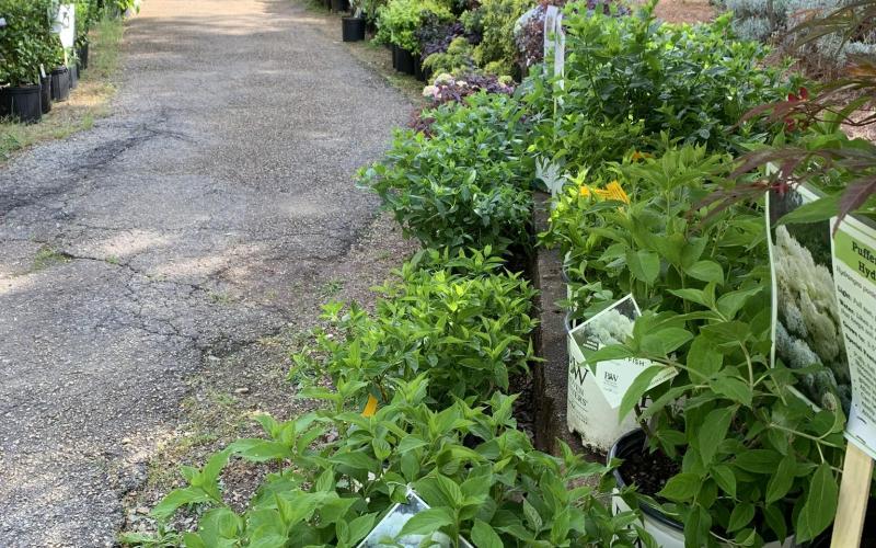 The Hart County Botanical Garden will hold its  Annual Spring Plant Sale Saturday, April 11 from 9 a.m. to noon for garden members and from noon to 3 p.m. for the public. Photo submitted by Maggie Jackson.
